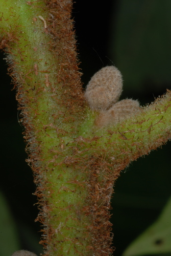 Bixby's walnut (Juglans ×)
