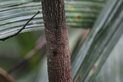 Anolis maculiventris