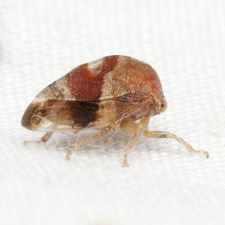 Cyrtolobus rufulus