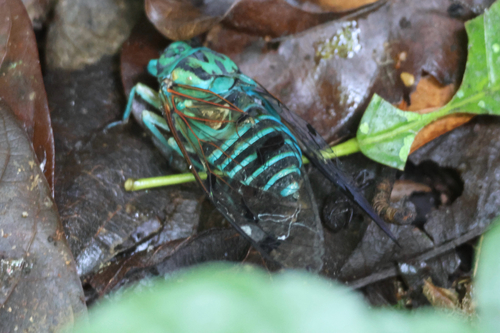 Zammara calochroma