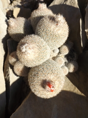 Epithelantha greggii