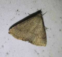 Madope auferens