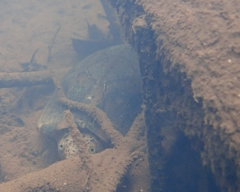 Sternotherus minor