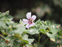 Canary Island Mallow (Malva canariensis)