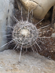 Coryphantha werdermannii
