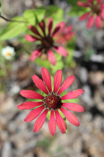 Peruvian zinnia