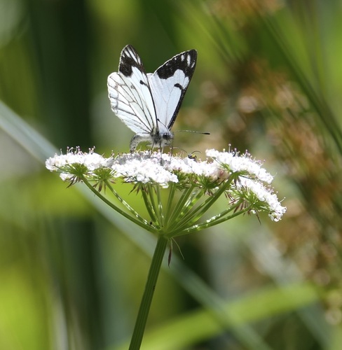 Pine White photo 6