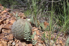 Coryphantha recurvata recurvata