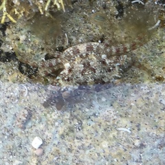 Thalamitinae