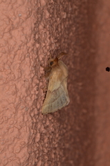 Malacosoma disstria
