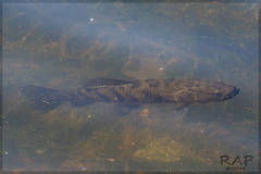 Argentine Wolf Fish photo 3