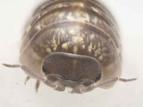 Common pill bug