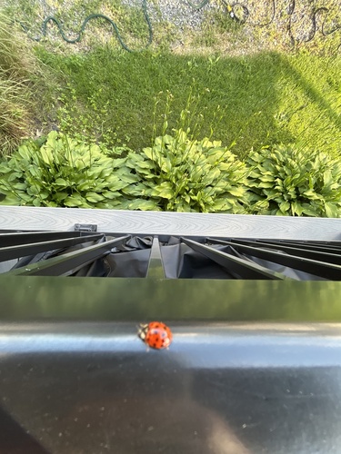 Asian Lady Beetle