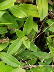 Odontomachus brunneus