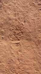 Hyaena hyaena