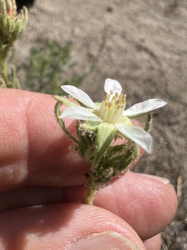Congdon's false horkelia (Horkeliella congdonis)