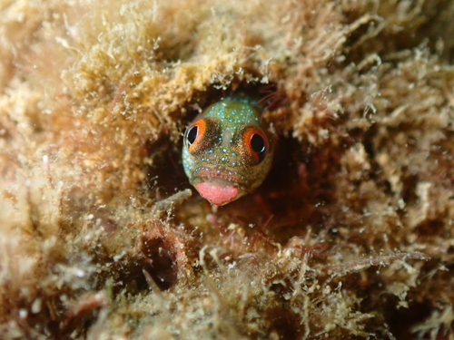 Hancock's blenny (Acanthemblemaria hancocki) — Chaenopsidae — 3