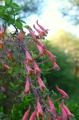 Tropaeolum pentaphyllum
