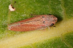 Graphocephala uhleri
