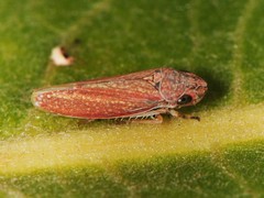 Graphocephala uhleri