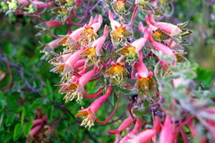 Tropaeolum pentaphyllum