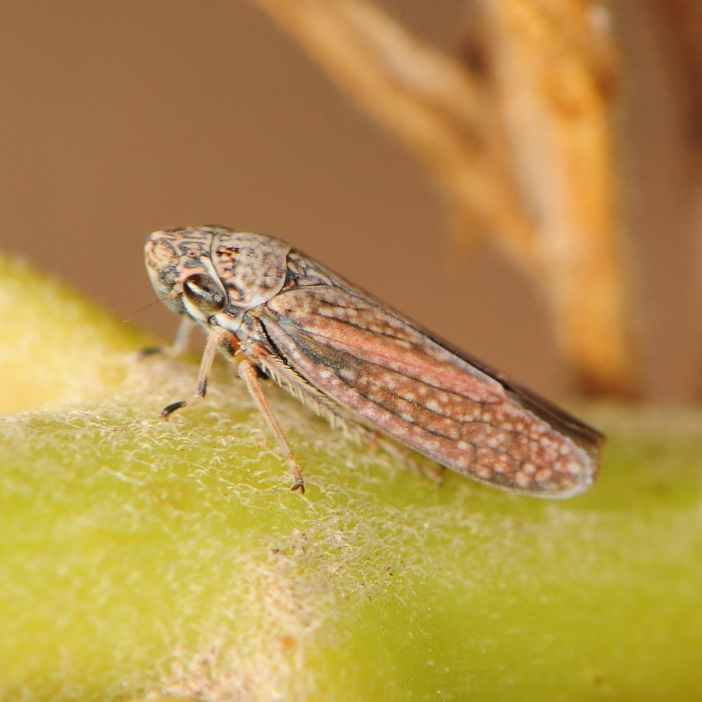 Graphocephala uhleri
