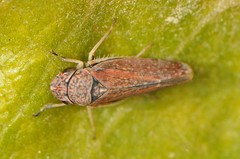 Graphocephala uhleri