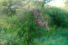 Tropaeolum pentaphyllum