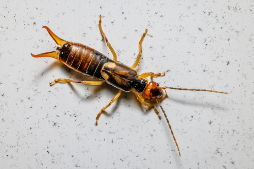 European Earwig, photo 4 of 9