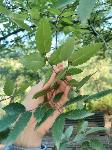 რცხილაფოთლიანი ძელქვა (Zelkova carpinifolia)