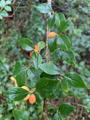 Cotoneaster simonsii