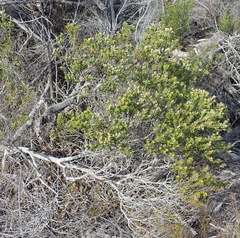 Phylica axillaris axillaris