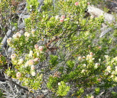 Phylica axillaris axillaris