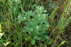 Acicarpha tribuloides