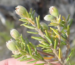 Phylica axillaris axillaris