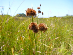 Juncus bolanderi