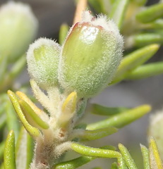 Phylica axillaris axillaris