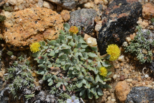 bridle buckwheat (Eriogonum meledonum)