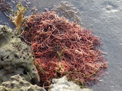 Gracilariaceae