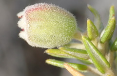 Phylica axillaris axillaris