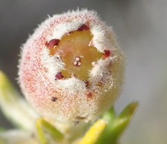 Phylica axillaris axillaris