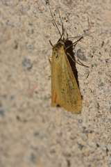 Eilema lutarella
