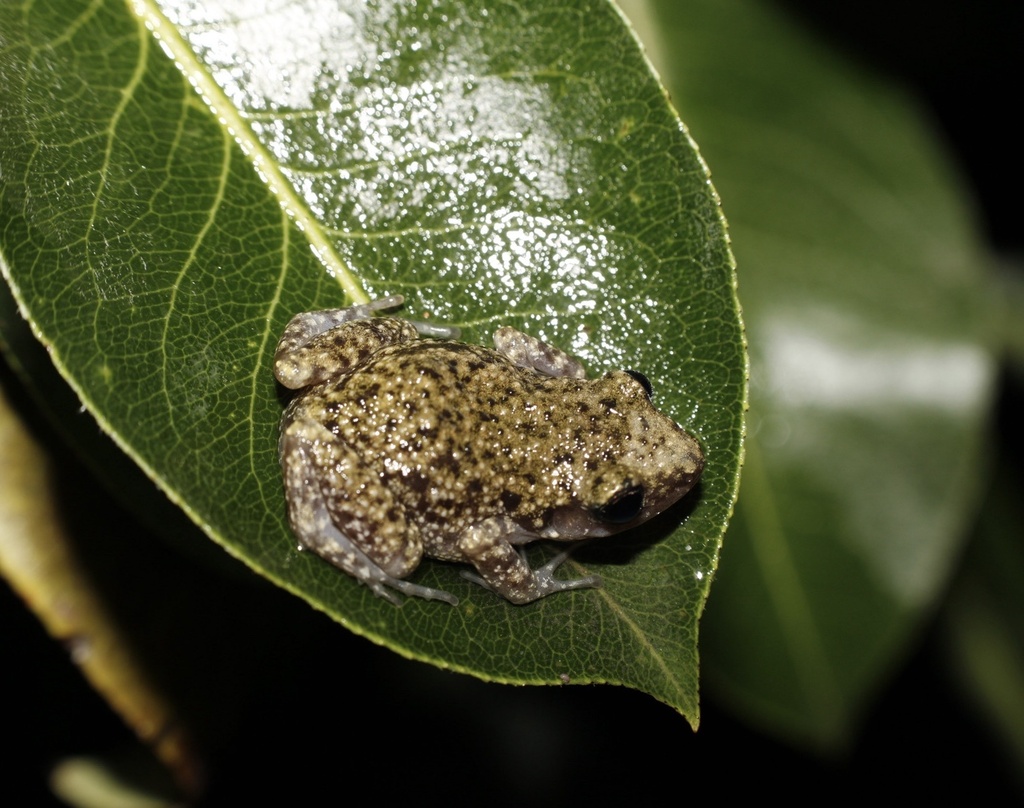 Spotted Chirping Frog