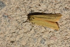 Eilema lutarella