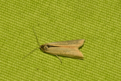 Eilema lutarella