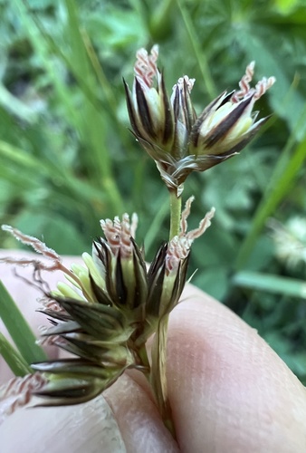 straightleaved rush (Juncus orthophyllus)