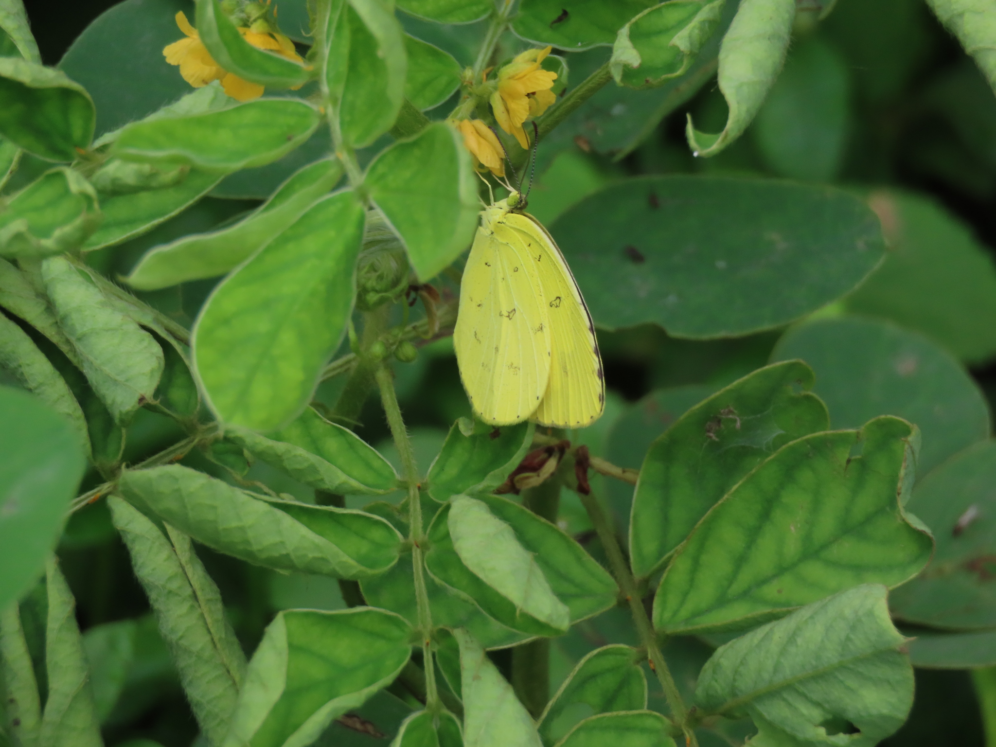 Common Grass Yellow