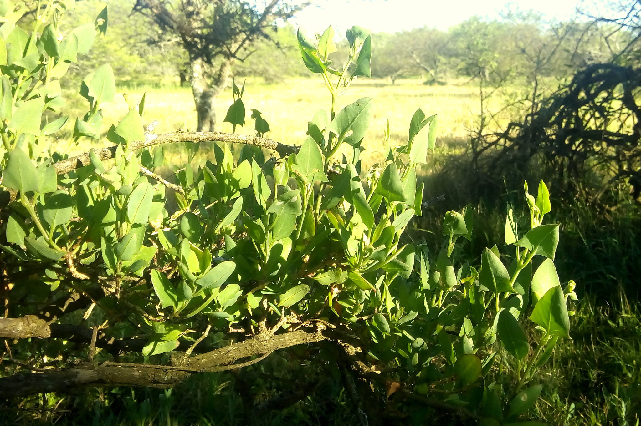 Holmbergia