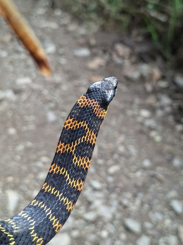 Fire-bellied Snake