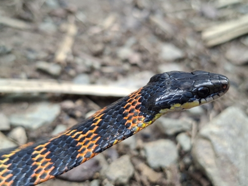 Fire-bellied Snake